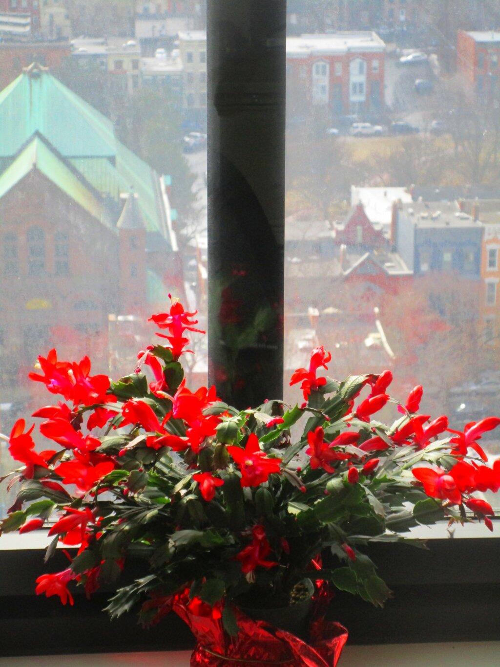 Photo: Color For A Gray Day, February 15