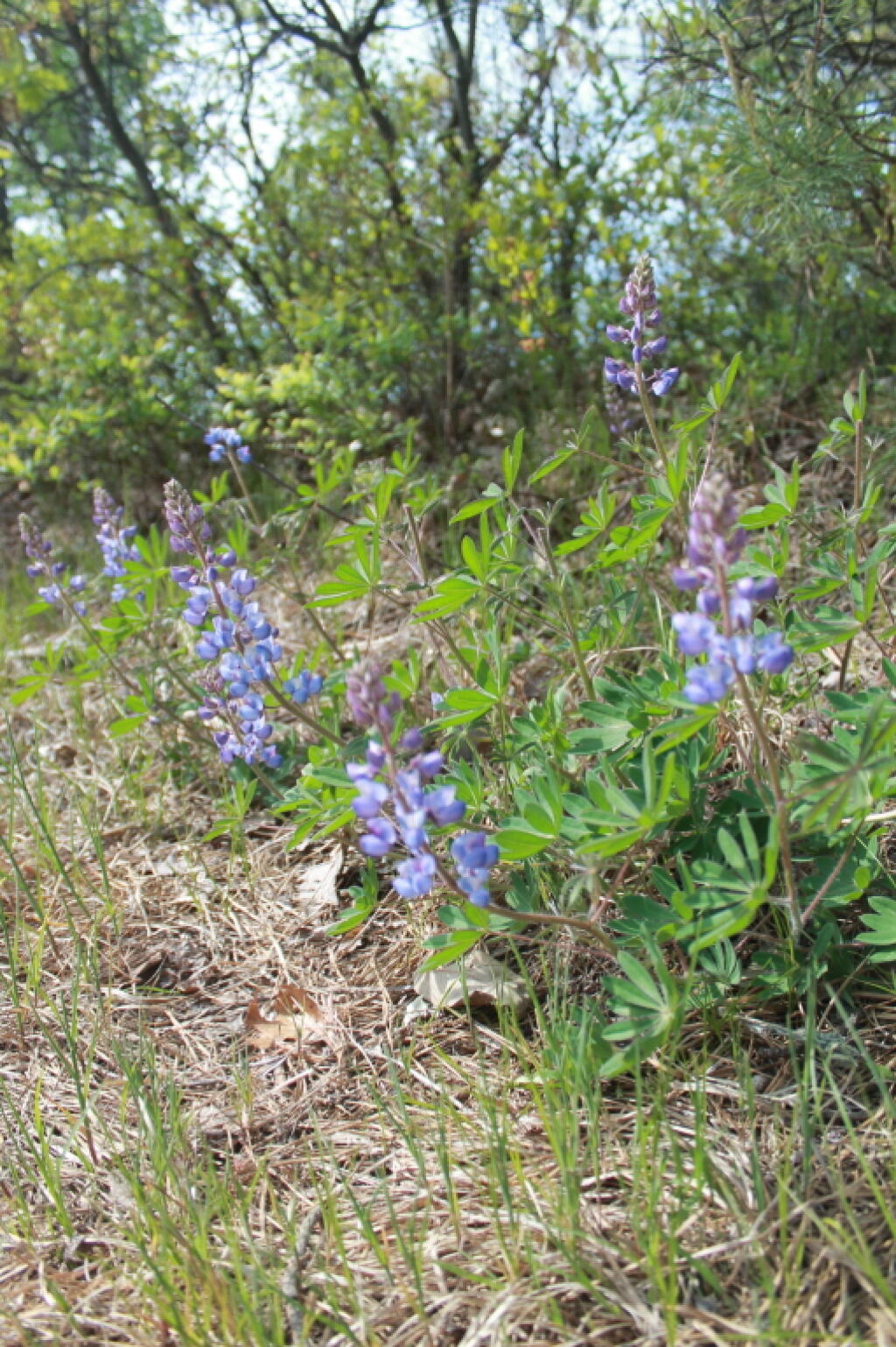 Photo: Lupine Plants Photo: Lupine Plants