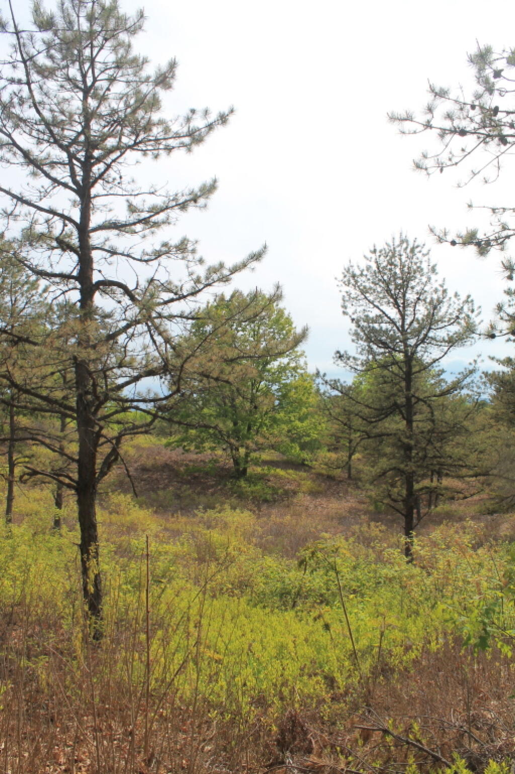 Photo: Pine Bush in Spring Near Overlook Dune