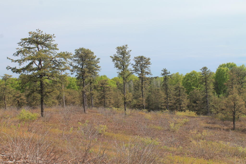Photo: If This Was True Wilderness