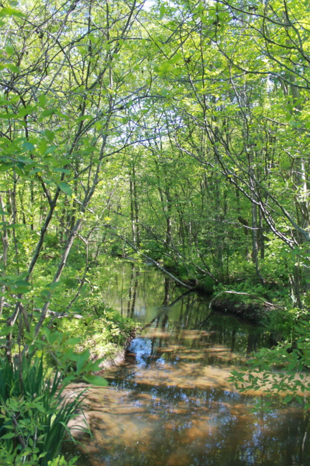 Photo: Canal Into Woodlawn Preserve Photo: Canal Into Woodlawn Preserve