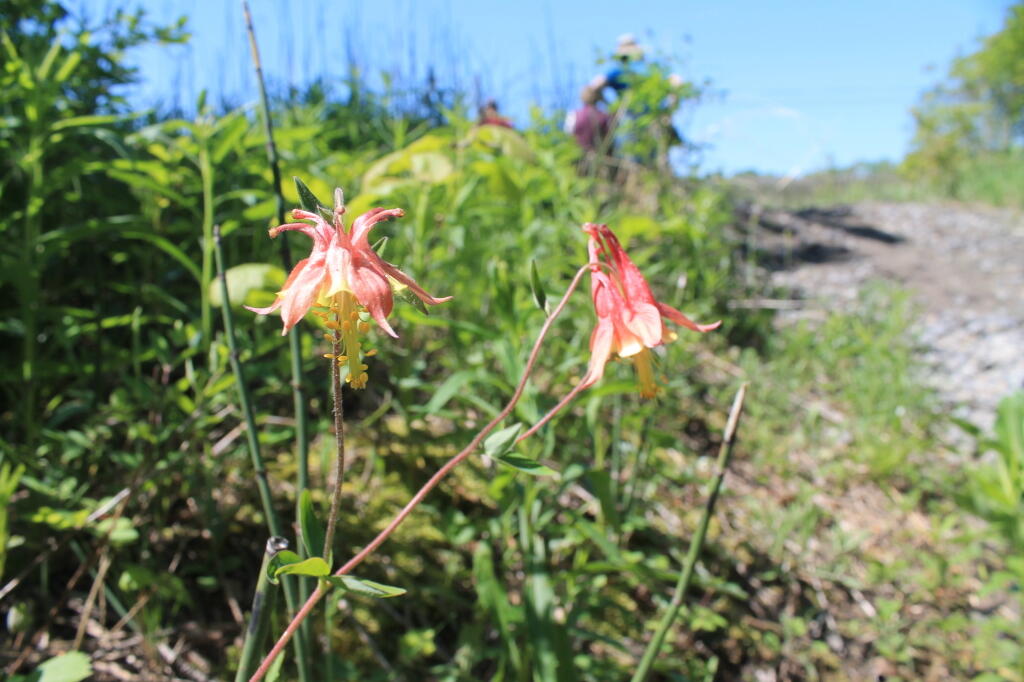Photo: Columbine
