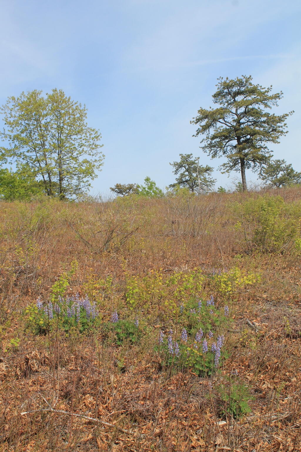 Photo: Lupine on Overlook Dune Photo: Lupine on Overlook Dune
