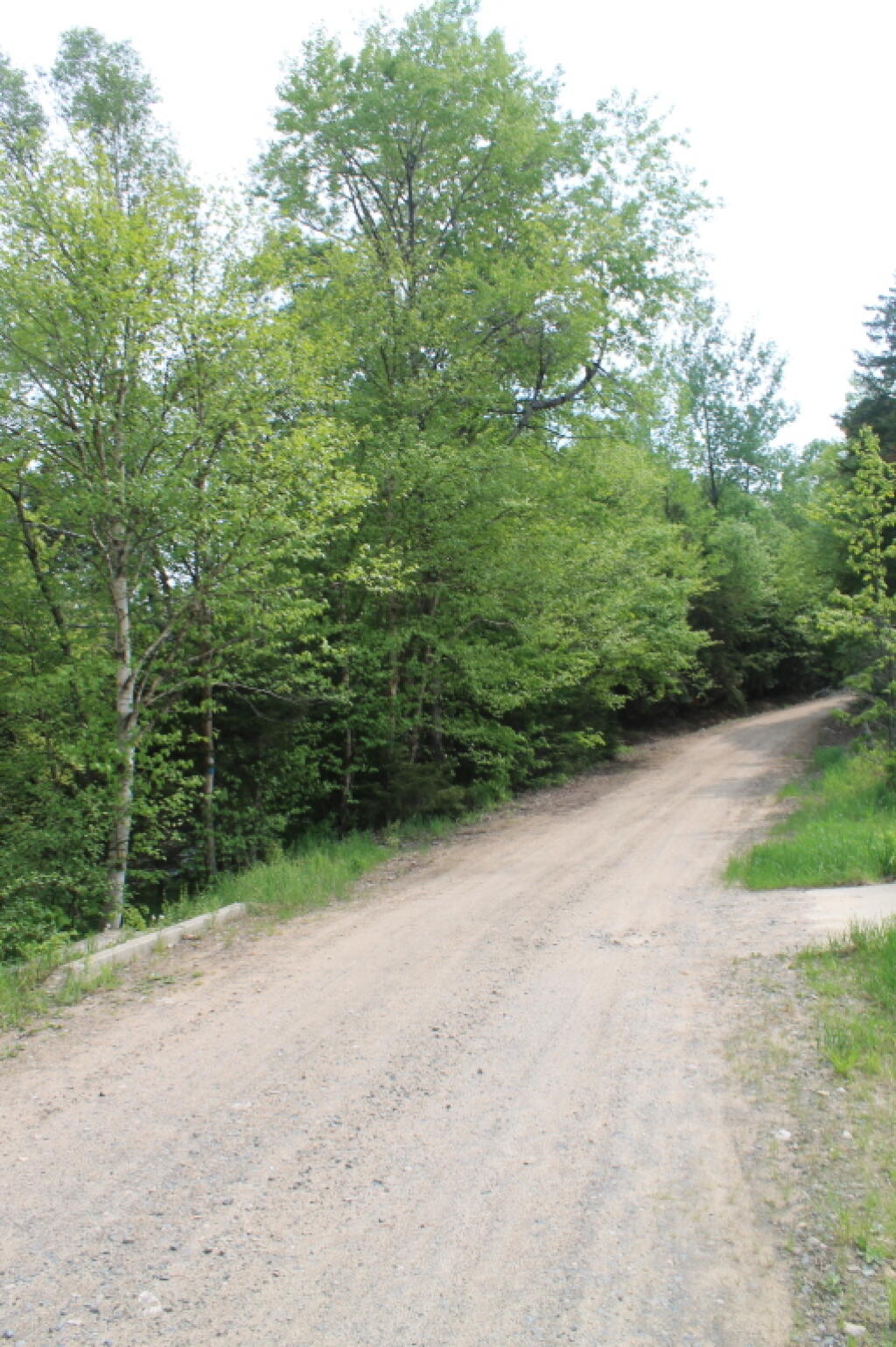 Photo: Cedar River Road Near Silver Run