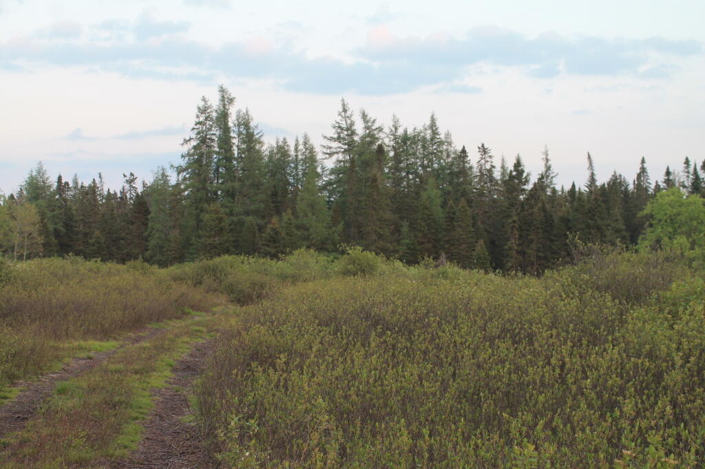 Photo: The Plains
