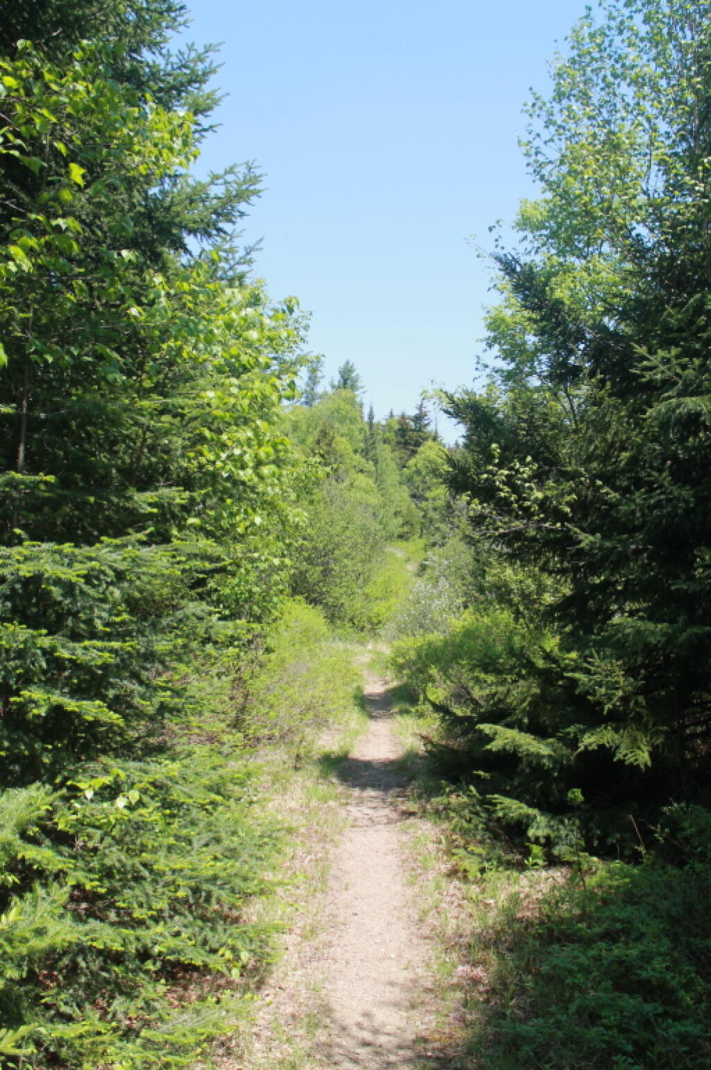 Photo: Lost Ponds Trail Photo: Lost Ponds Trail