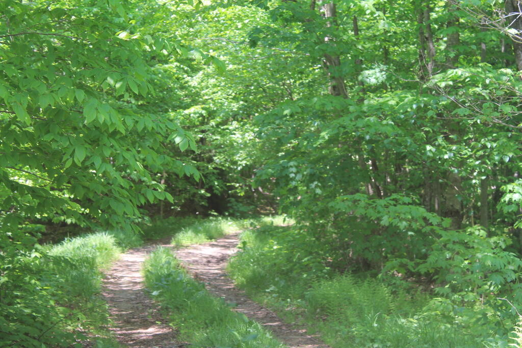 Photo: Lost Ponds Road