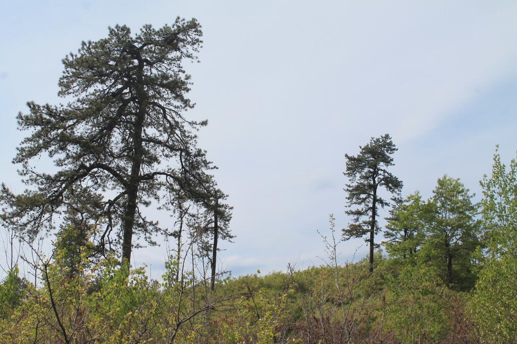 Photo: Pine Bush
