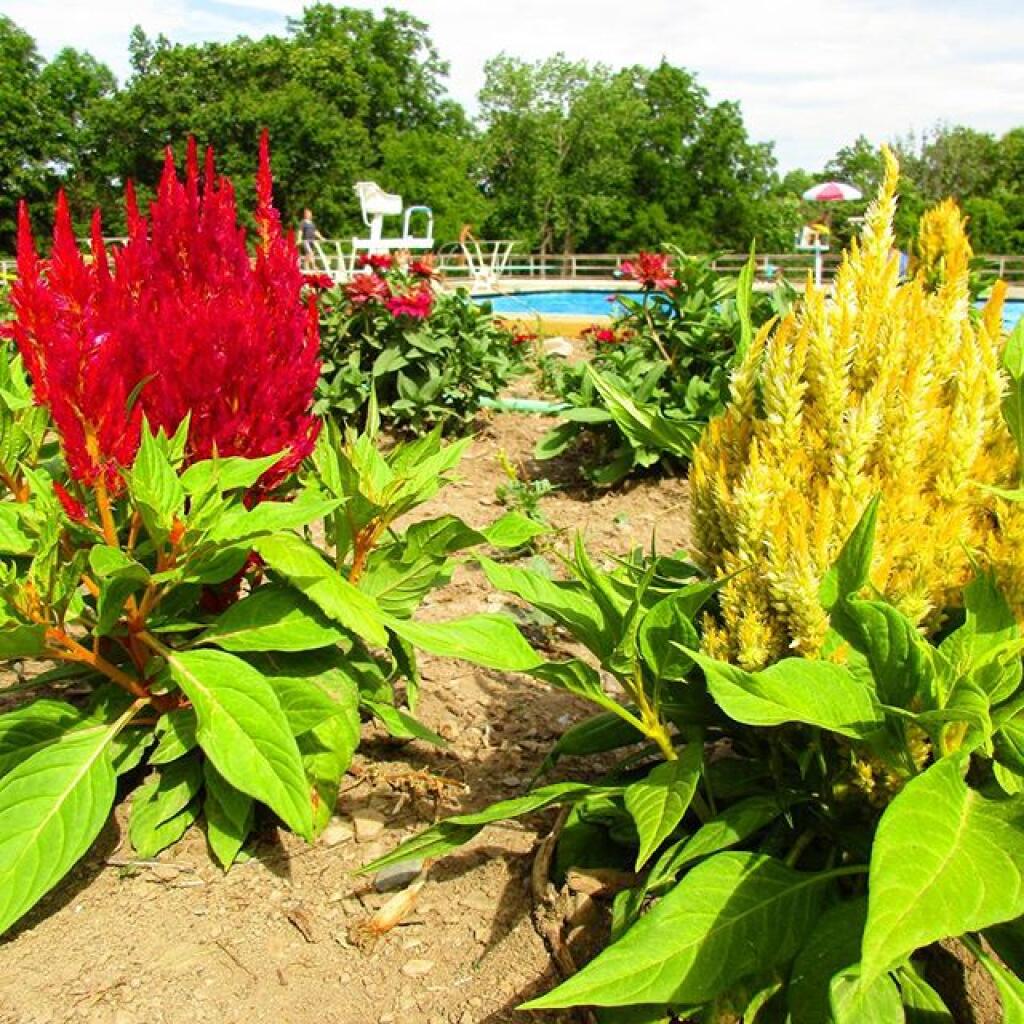 Photo: Despite the drought, terrace garden pretty but less elaborate then last year Photo: Despite the drought, terrace garden pretty but less elaborate then last year