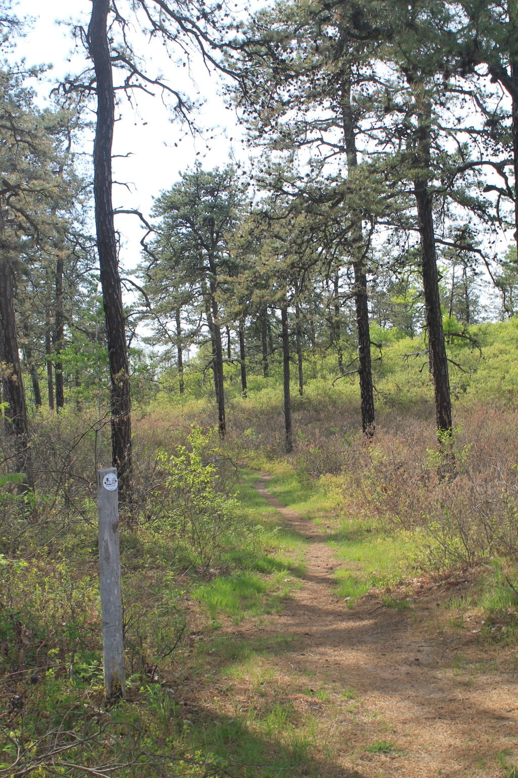 Photo: White Trail