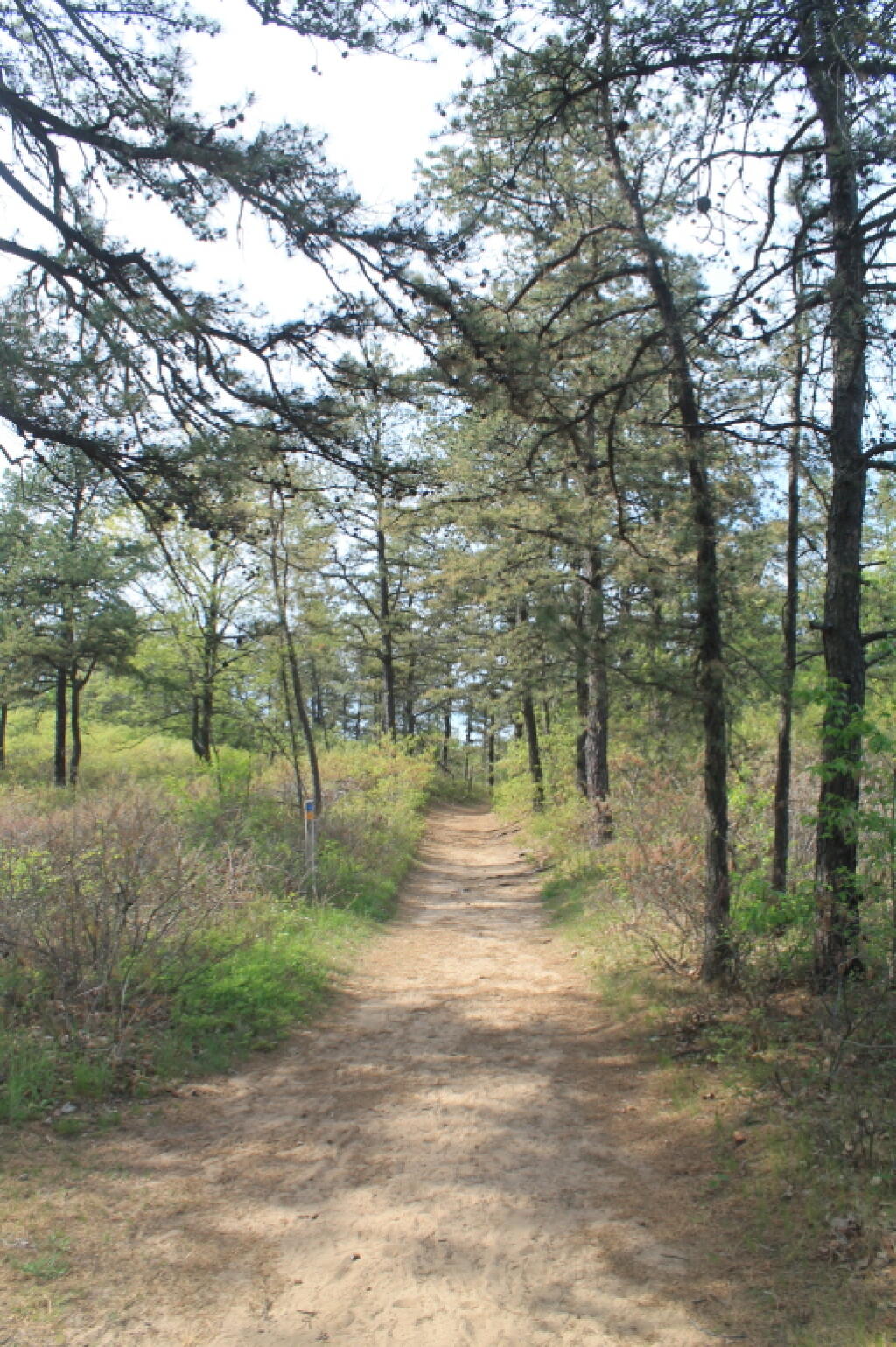 Photo: Under the Pitch Pine