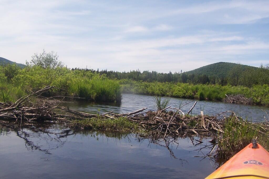 Photo: Beaver Dam on Wilson Brook