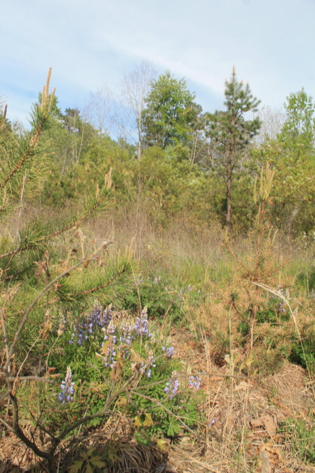 Photo: Lupine on the Yellow Trail