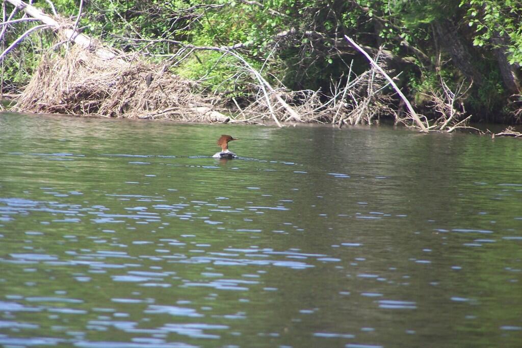 Photo: Redhead