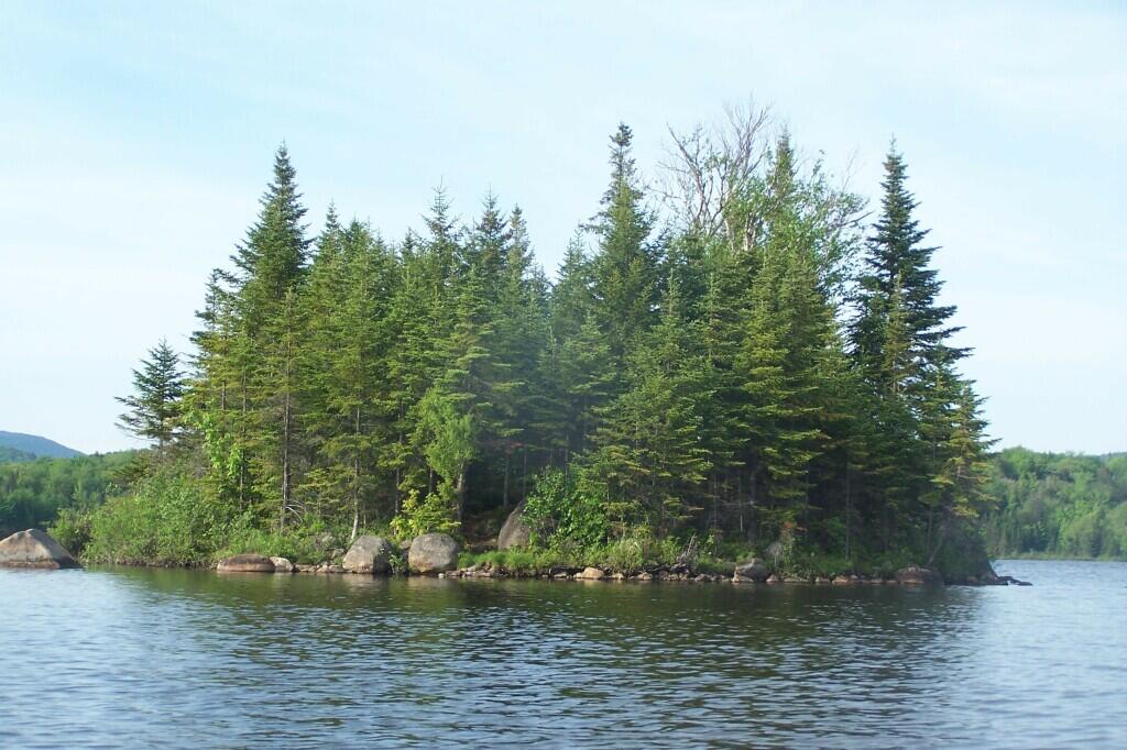 Photo: Pitch Pine Photo: Pitch Pine