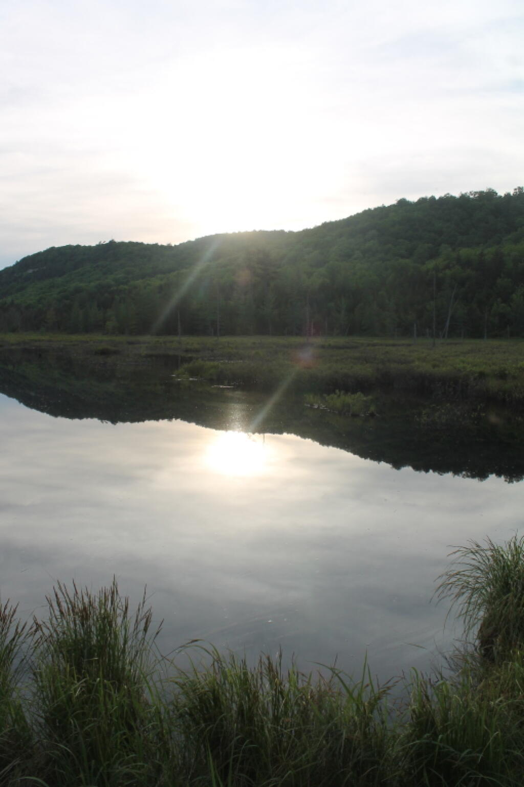 Photo: Silver Run Swamp