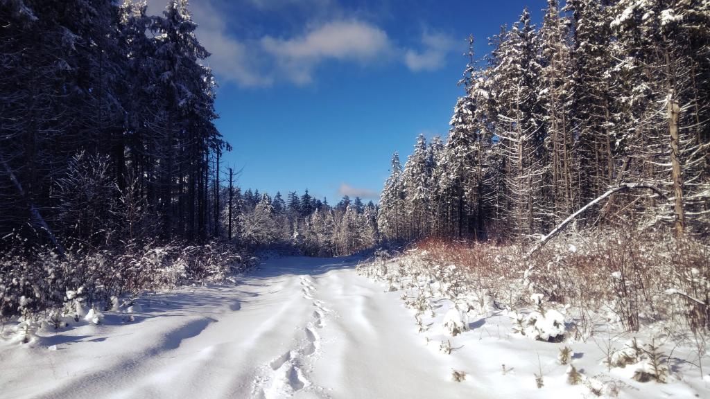 Photo: Pines Photo: Pines