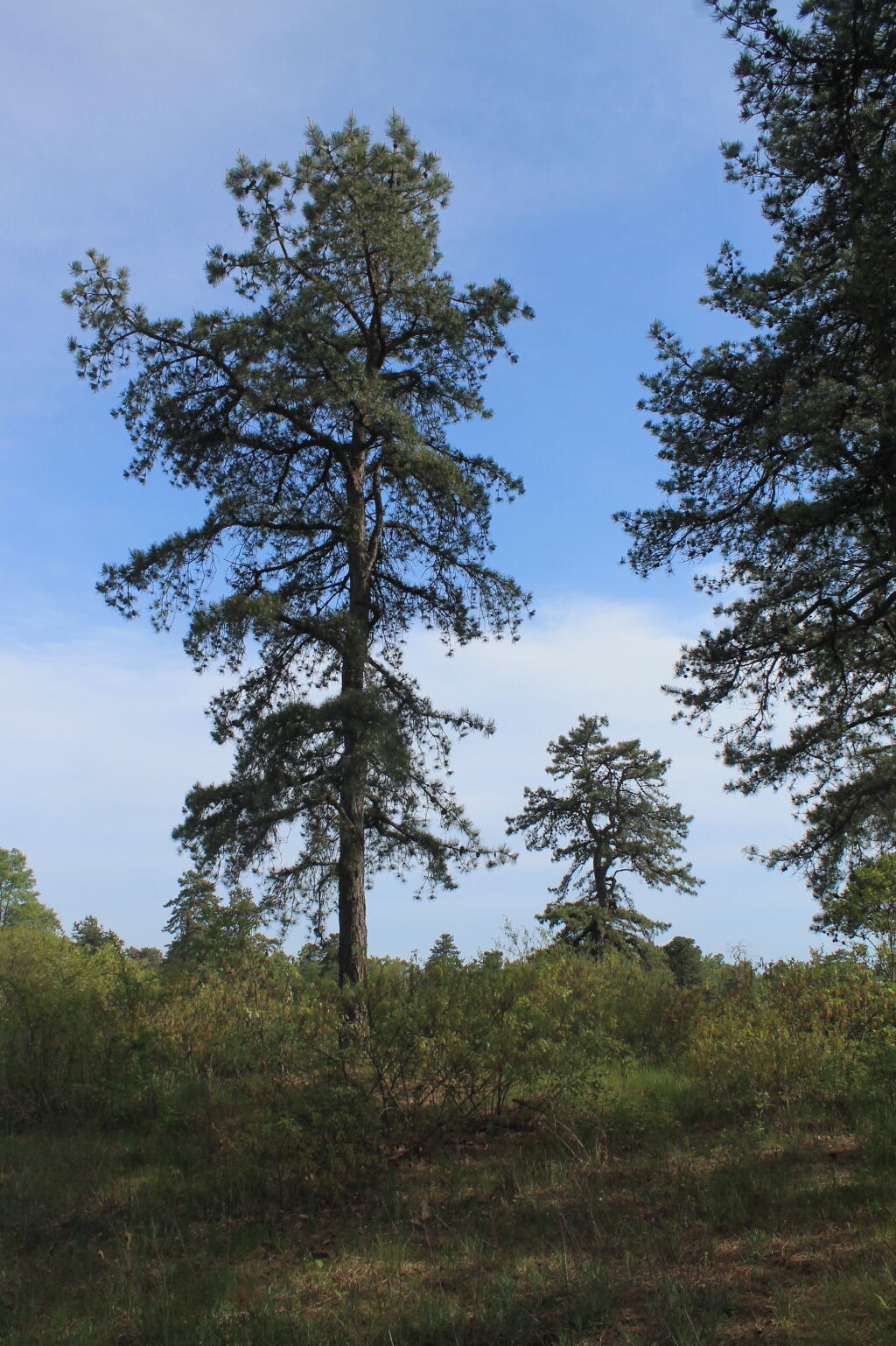 Photo: Pitch Pine