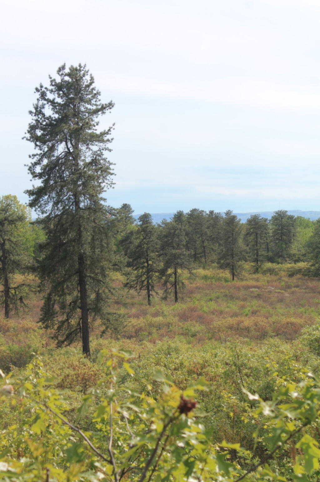 Photo: Not Much Lupine Here