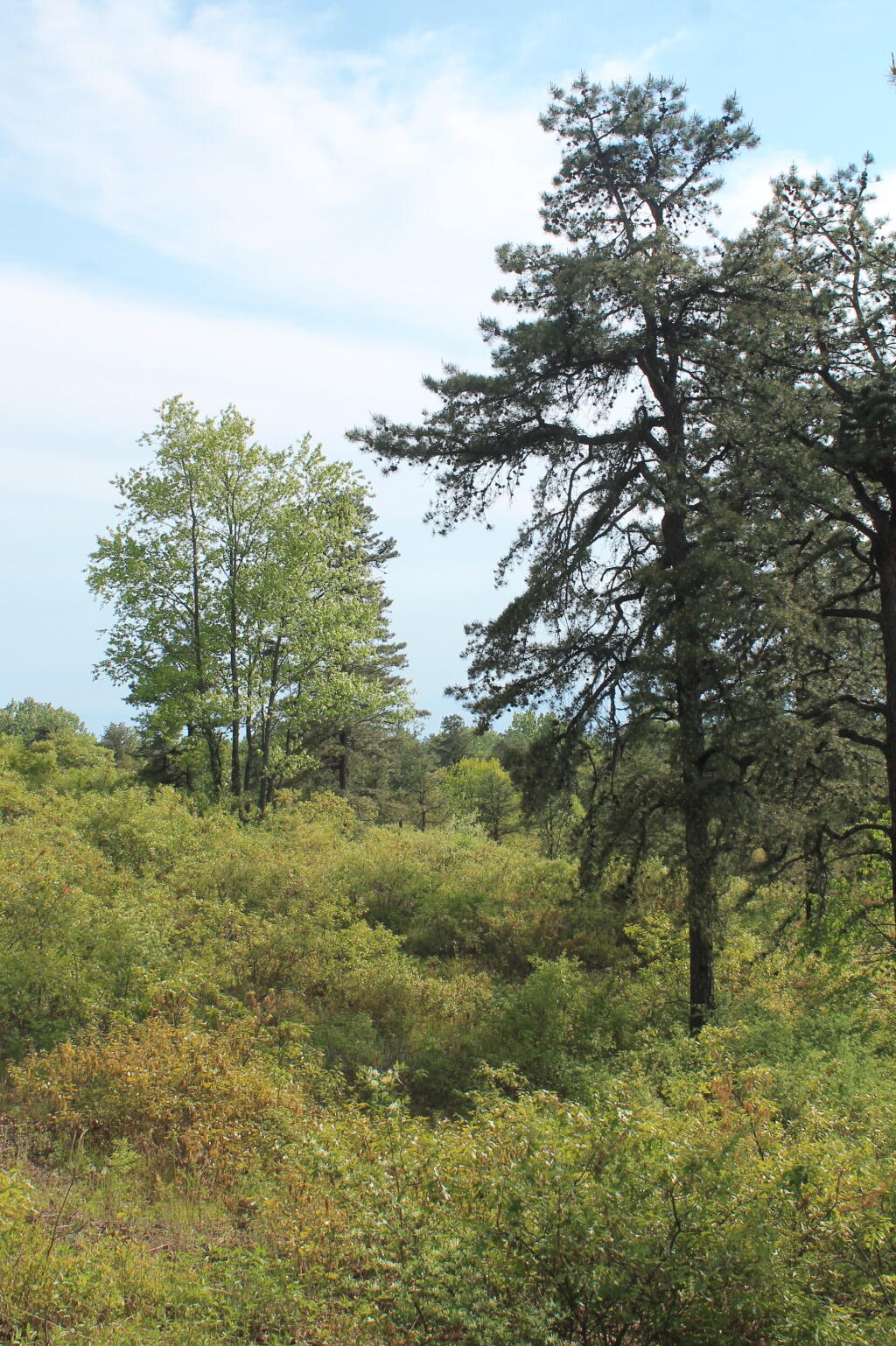 Photo: Northwest from Blueberry Hill Photo: Northwest from Blueberry Hill