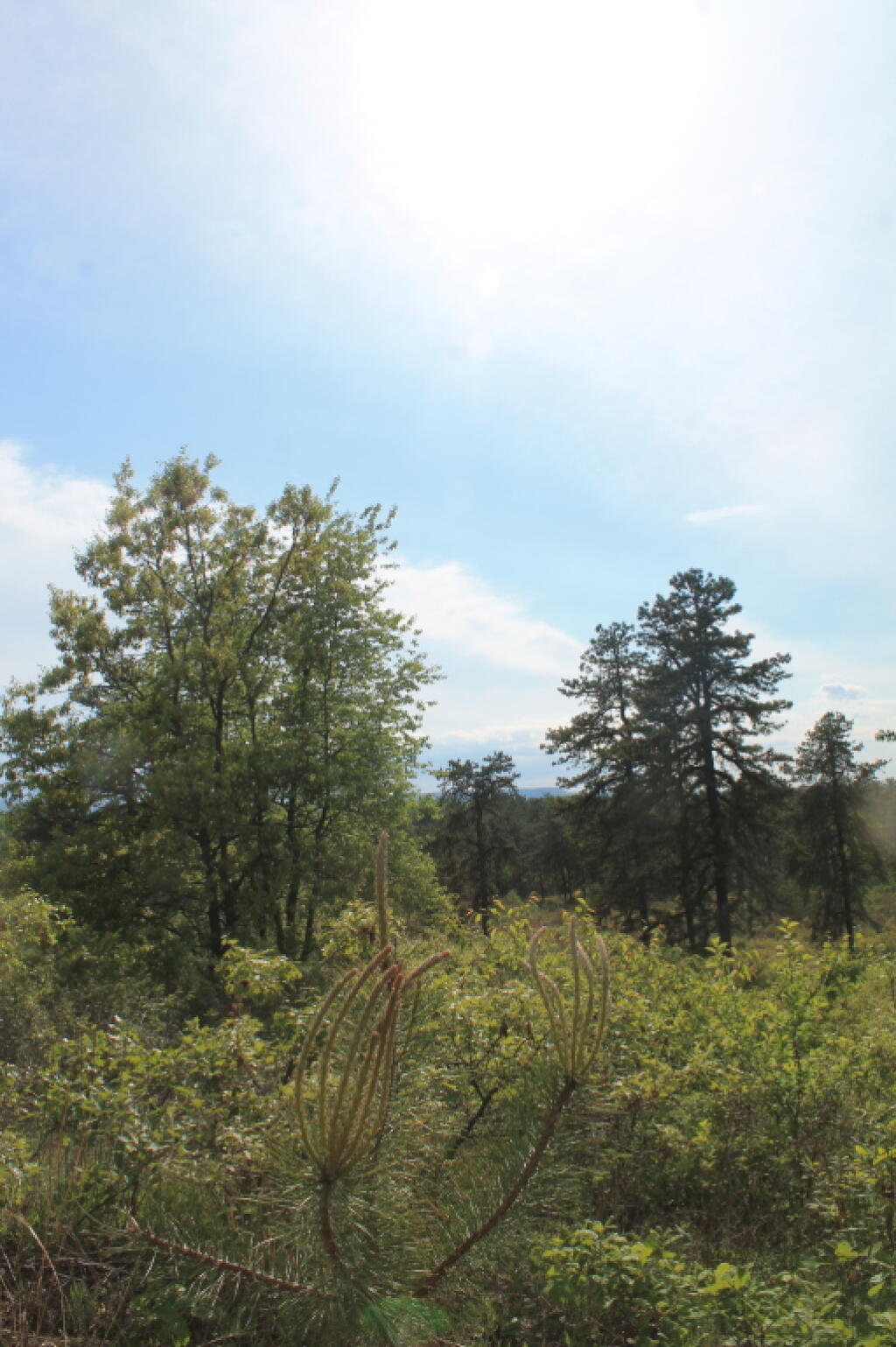 Photo: West from Blueberry Hill