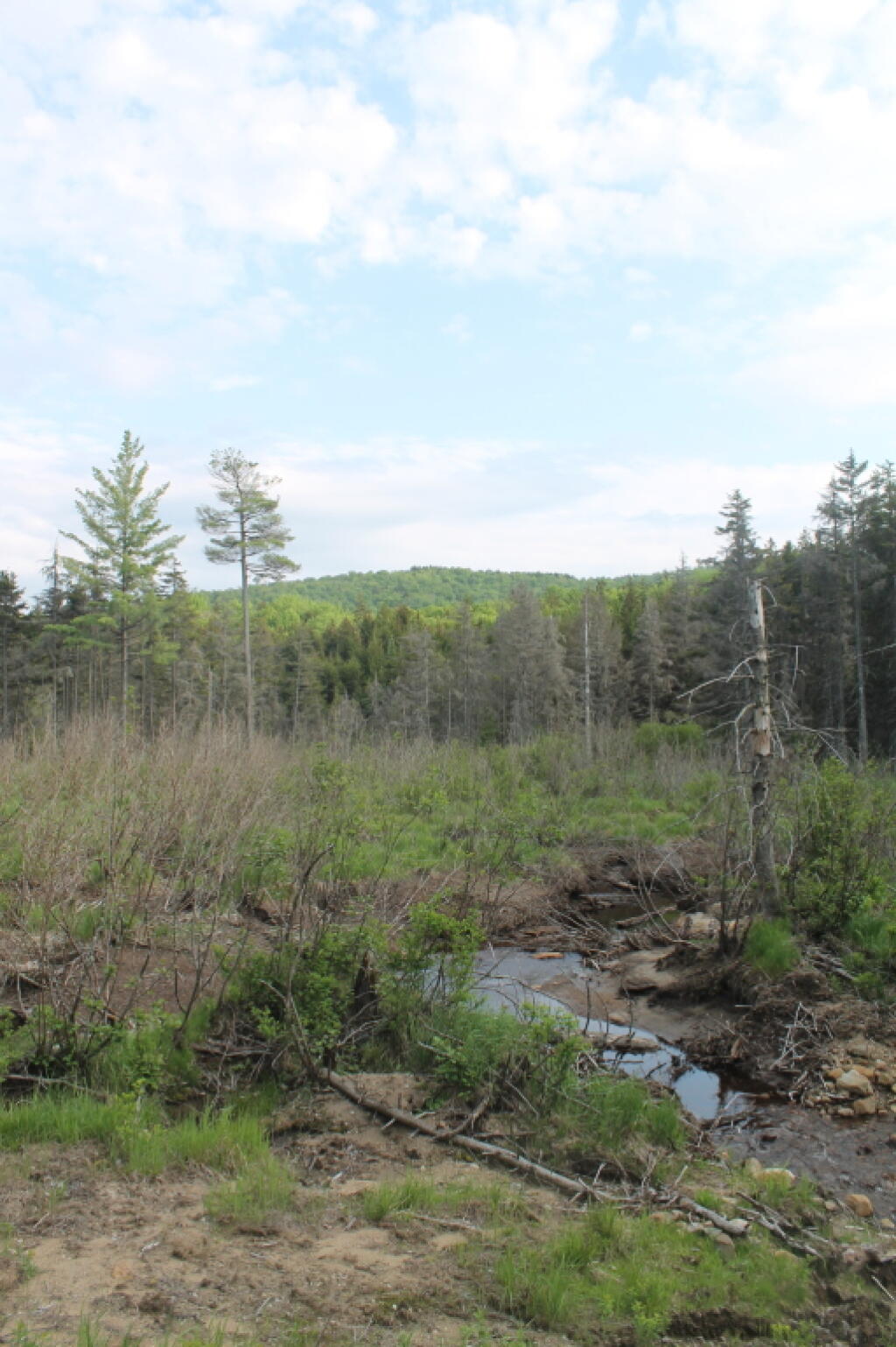 Photo: Falls Pond Outlet