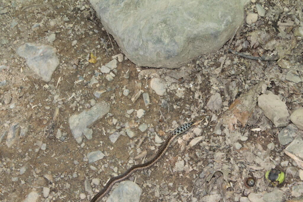 Photo: Looks Like the Snake Had A Good Lunch Photo: Looks Like the Snake Had A Good Lunch