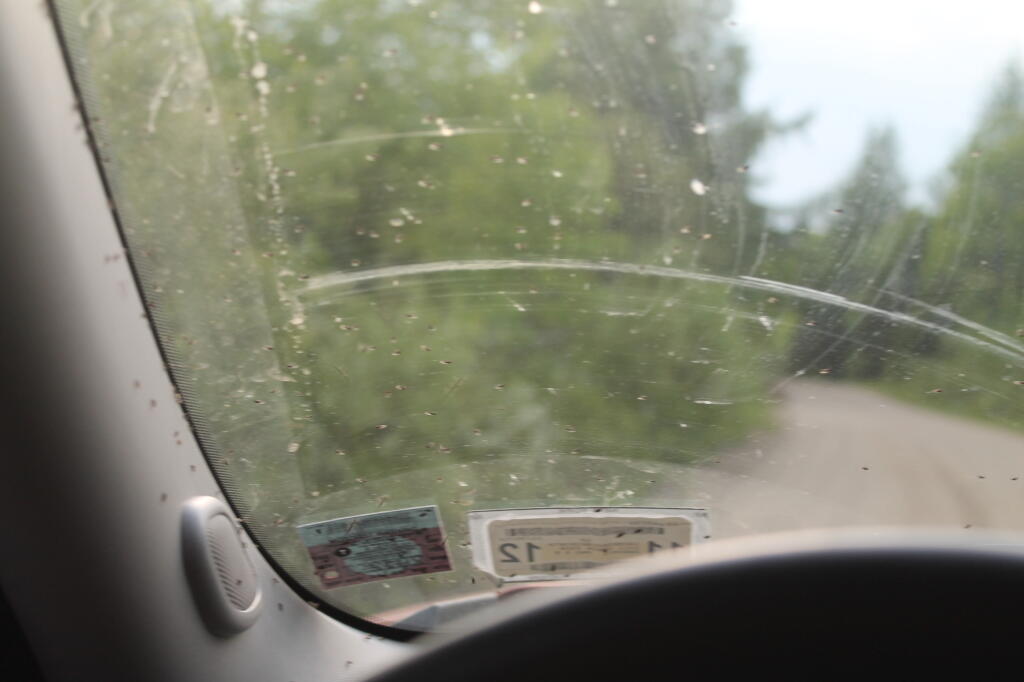 Photo: Black Flies