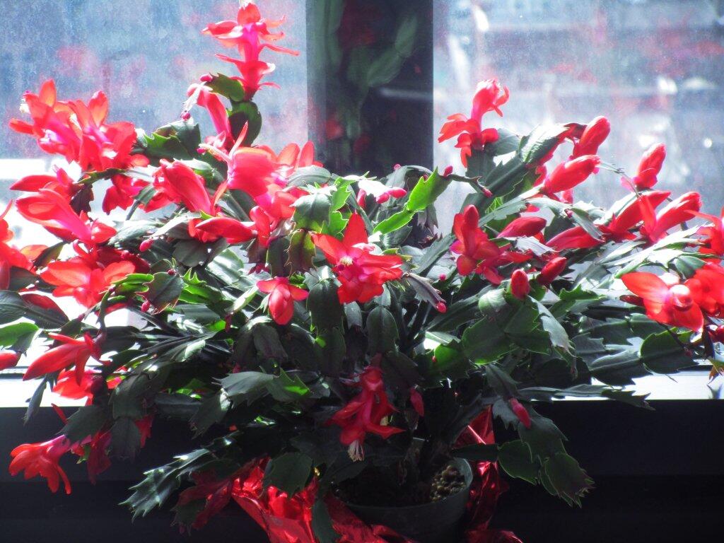 Photo: Today In Christmas Cactcus, February 15 Photo: Today In Christmas Cactcus, February 15