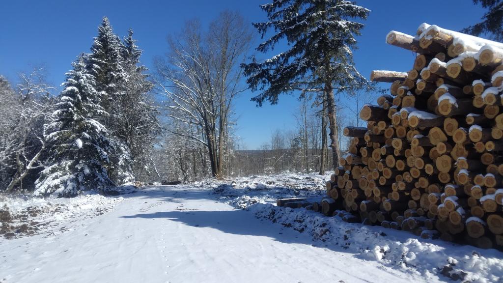 Photo: Timber Sale
