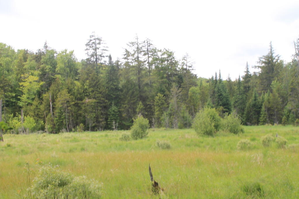 Photo: Meadow 2