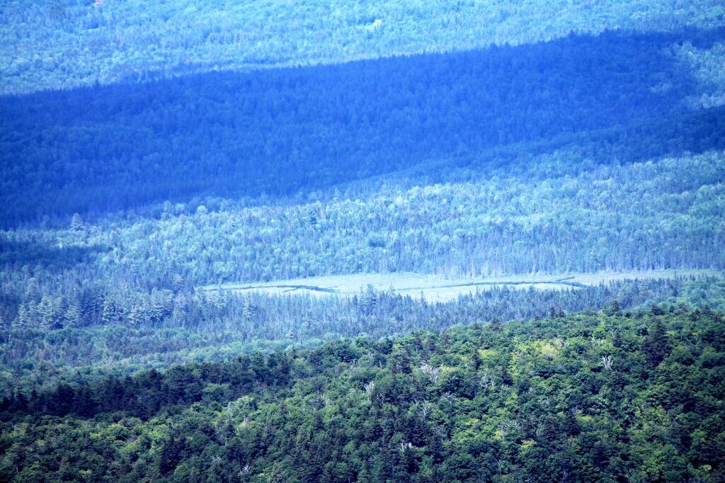 Photo: Vanderwhacker Swamp