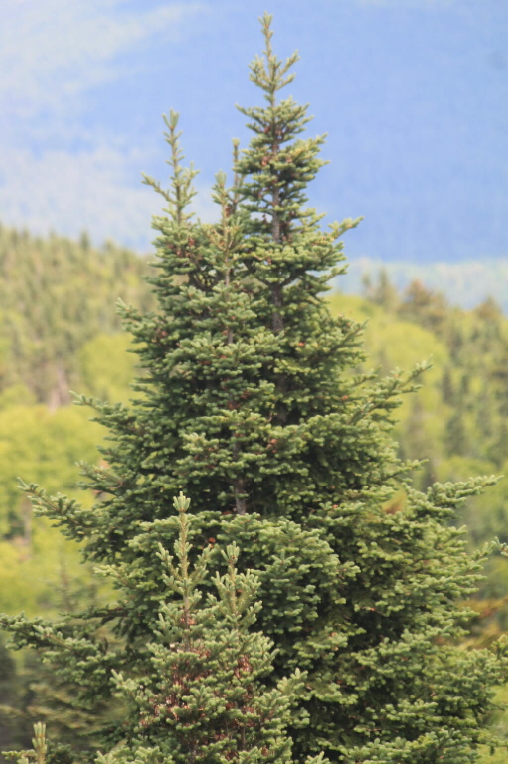 Photo: Tree Photo: Tree