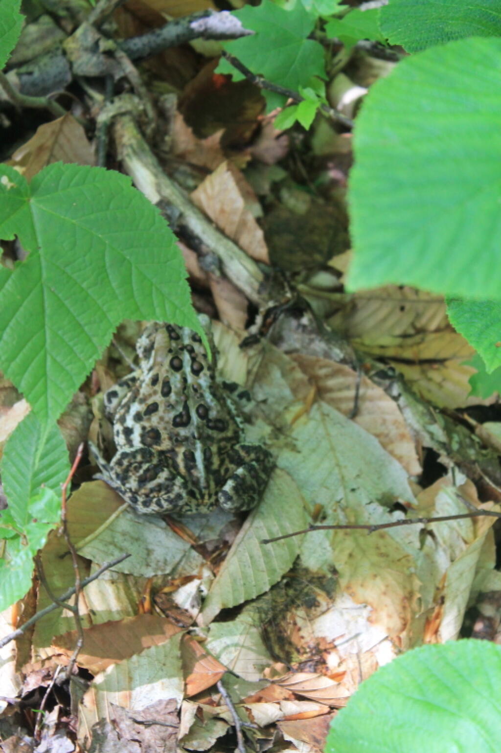 Photo: Toad Photo: Toad