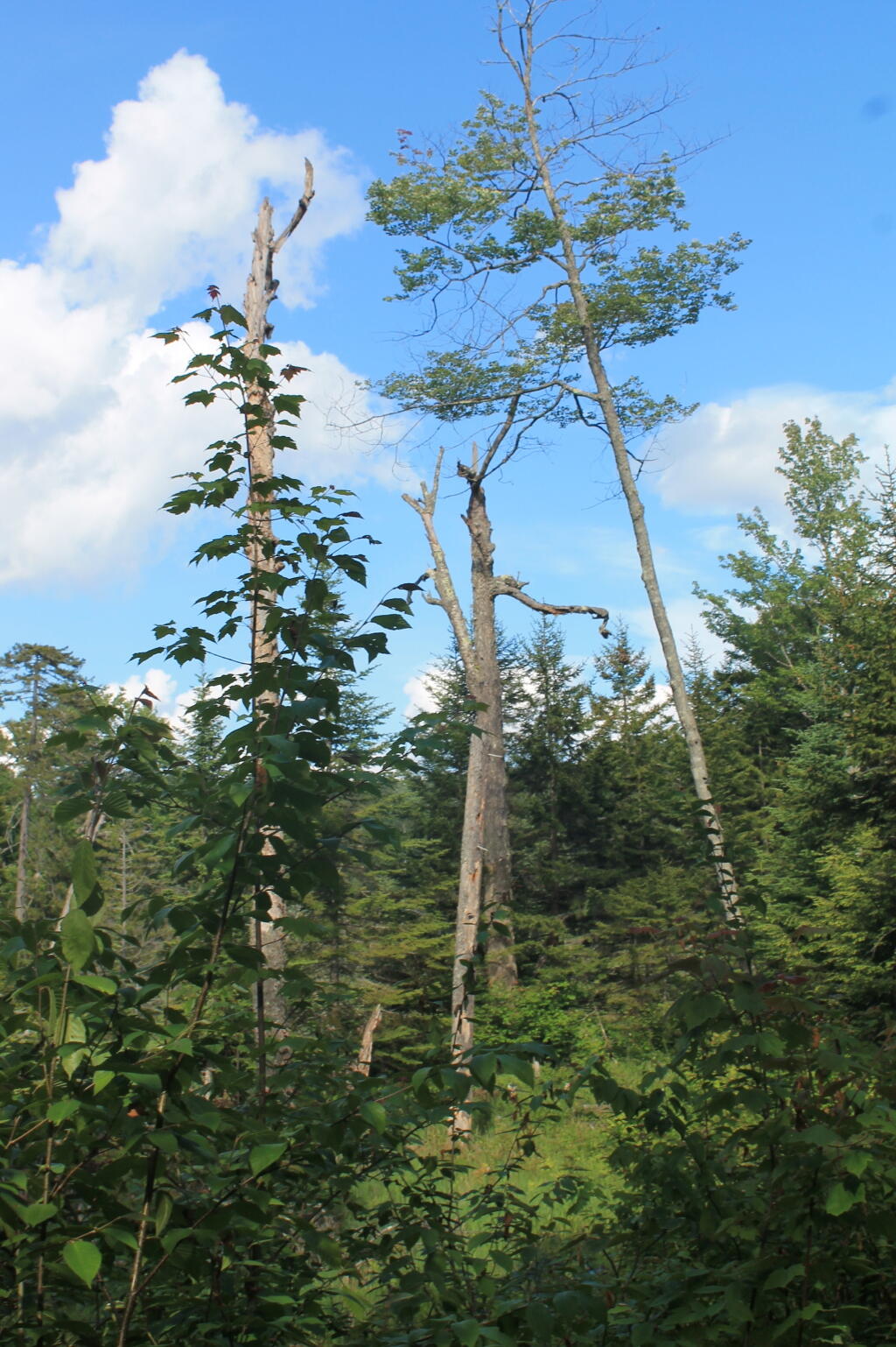 Photo: Trees Along Swamp