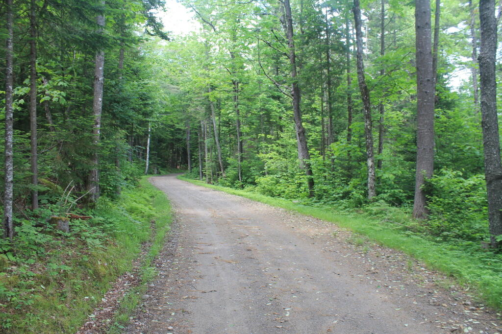 Photo: Newcomb Lake Road Trail
