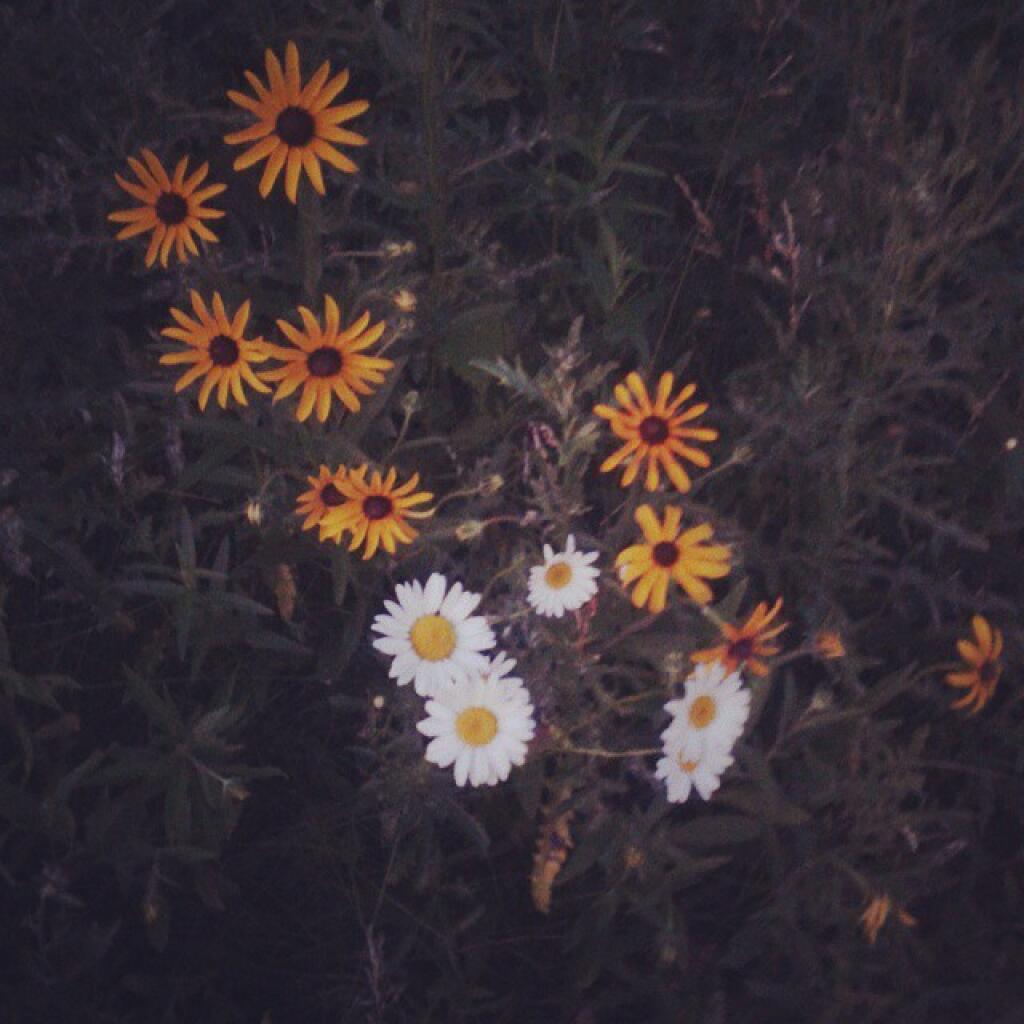 Photo: Black Eye Susans are out