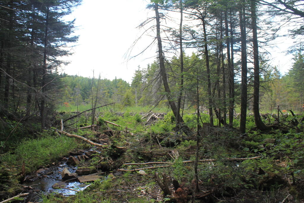 Photo: Unamed Swamp Along Trail