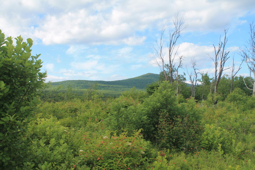 Photo: Habitat Restoration Area