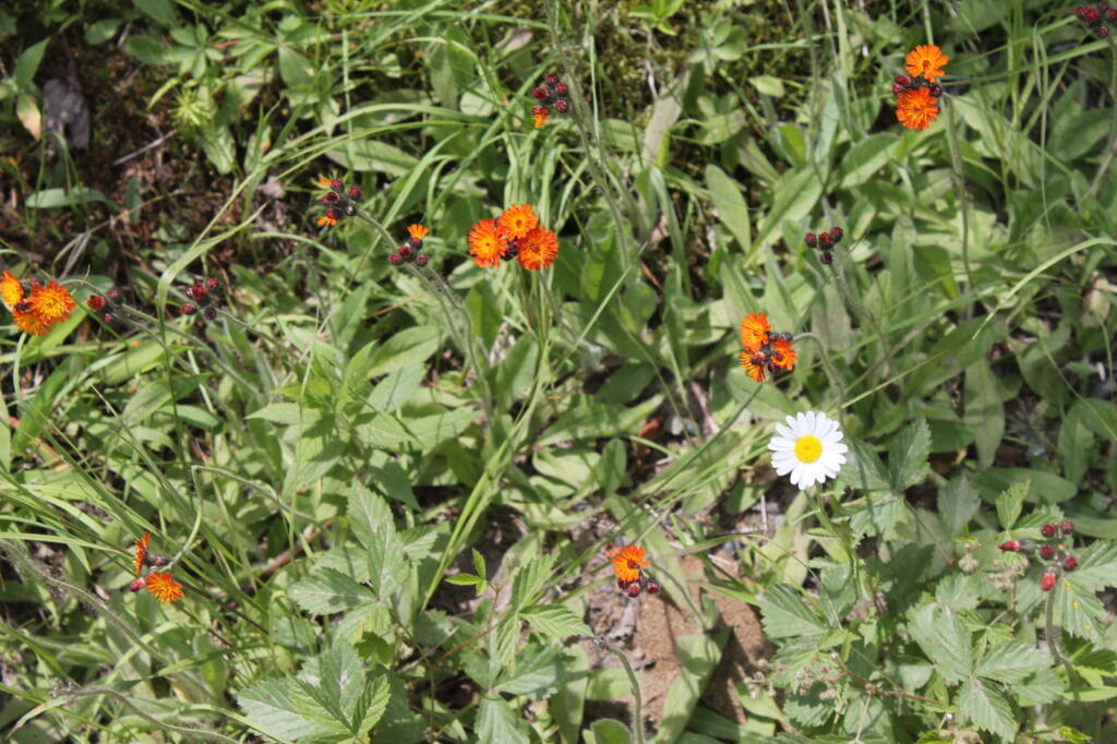 Photo: Wild Flowers