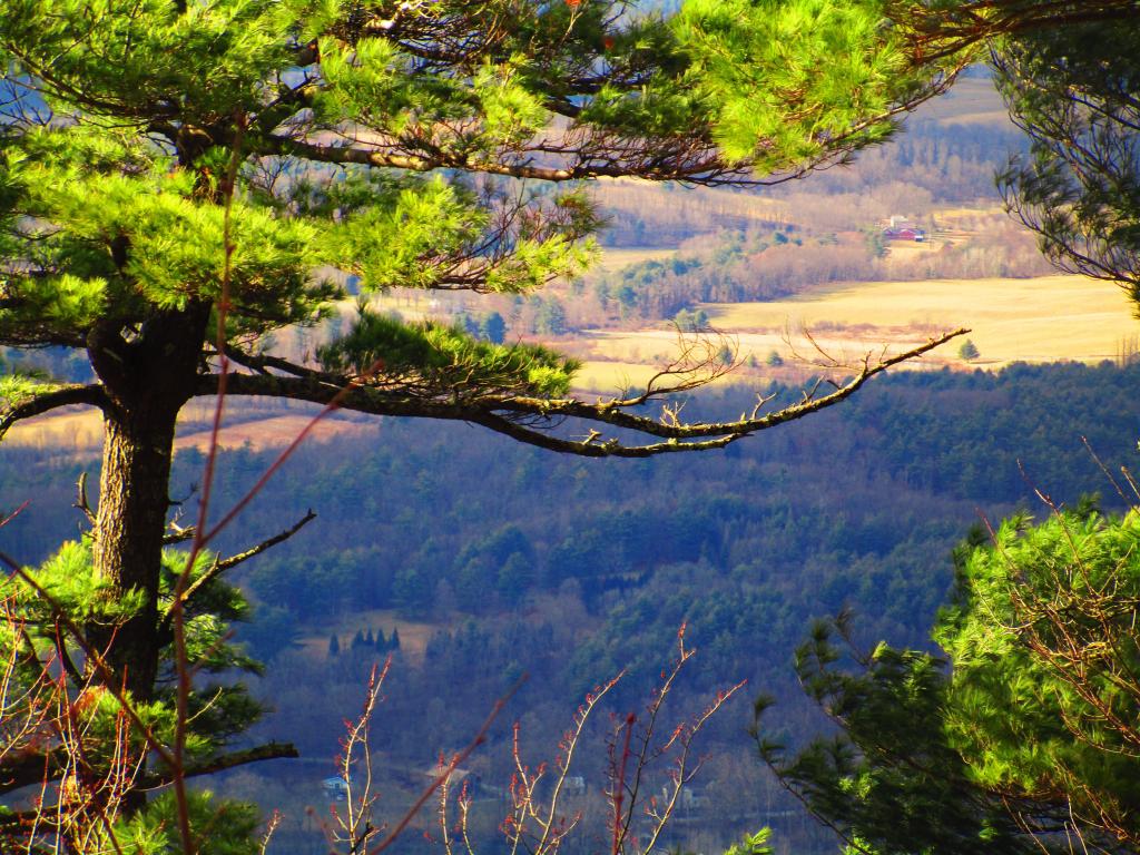 Photo: Pines Photo: Pines