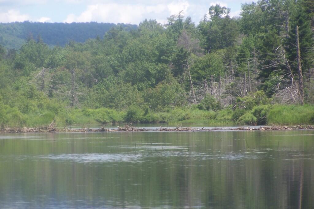 Photo: Beaver Dam