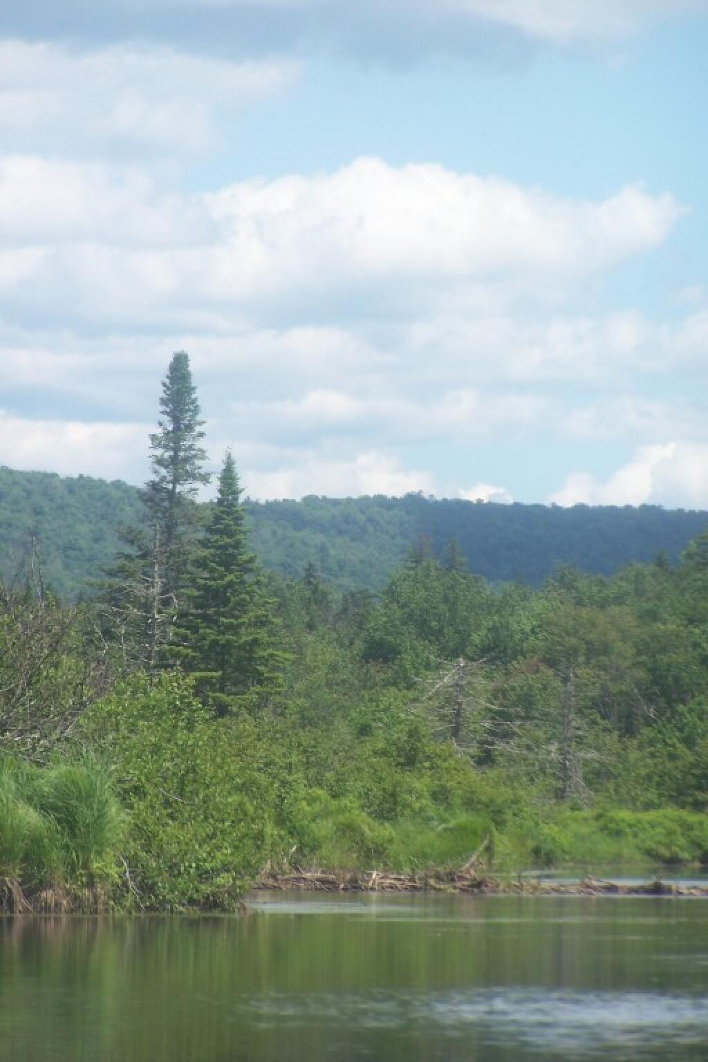 Photo: Tree Along the River Photo: Tree Along the River