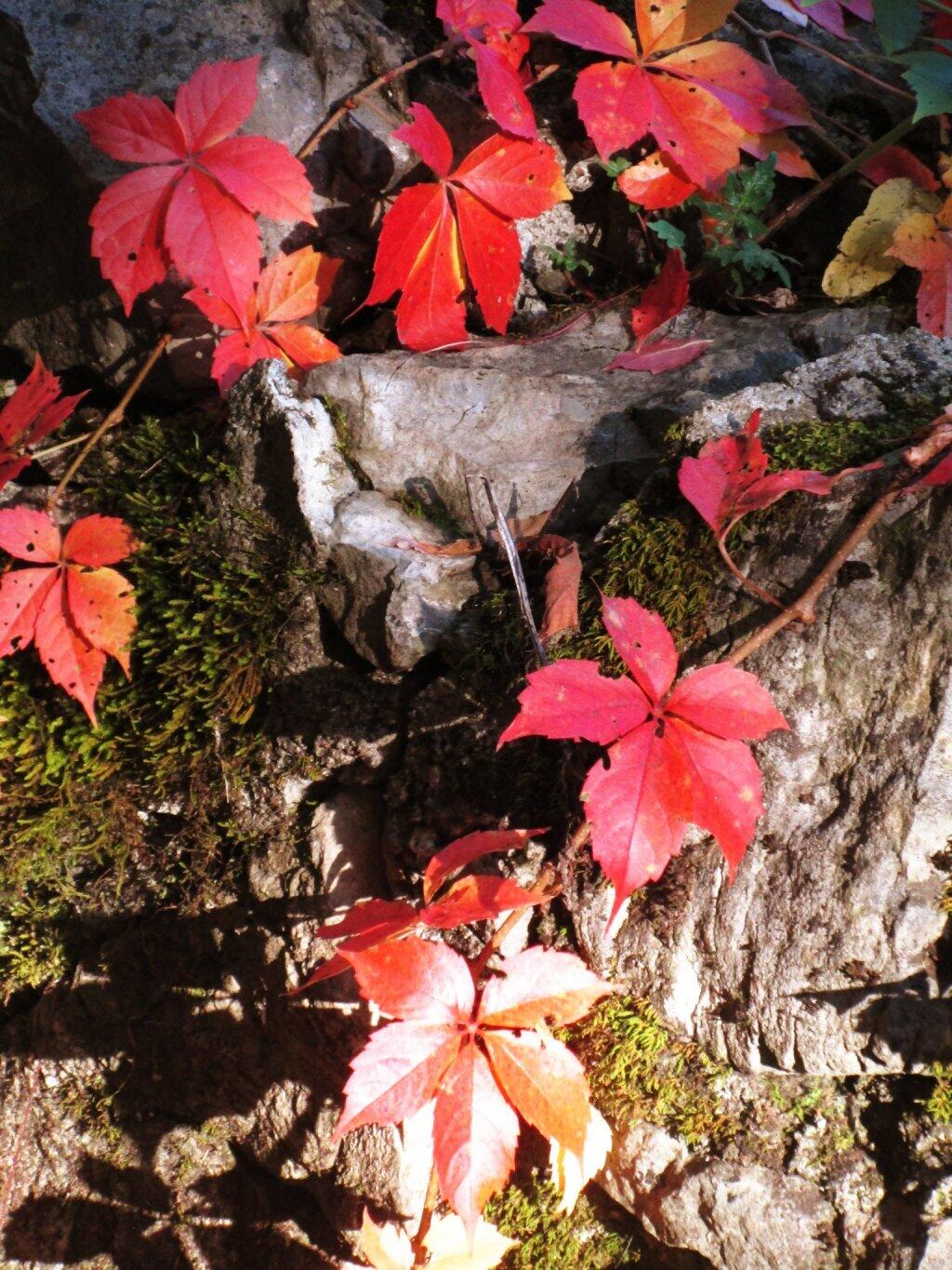 Photo: Woodvine
