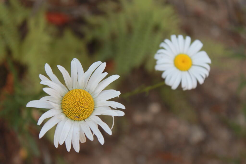 Photo: Daisies