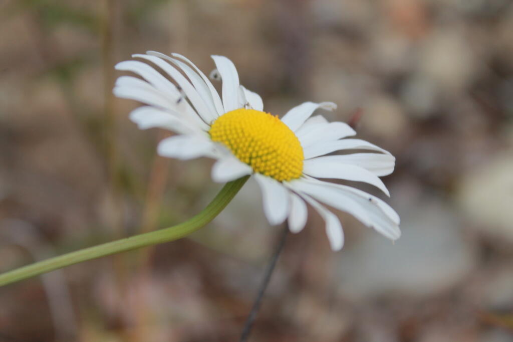 Photo: Single Daisy
