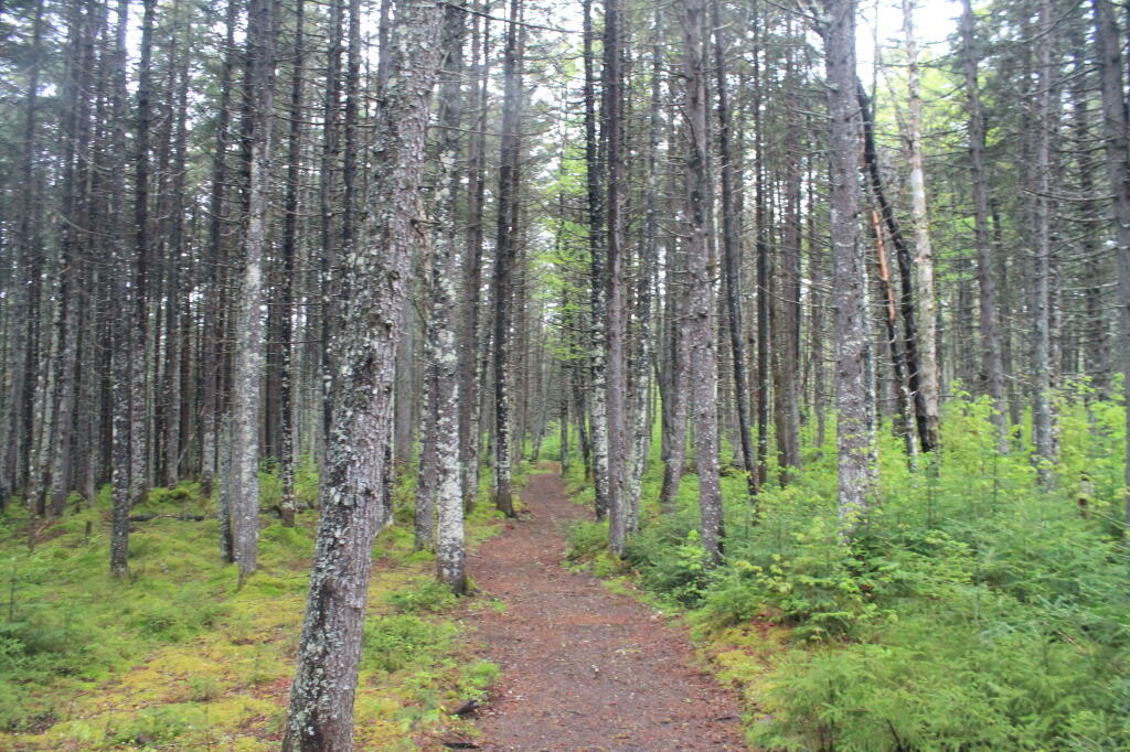 Photo: Trees By Helldiver