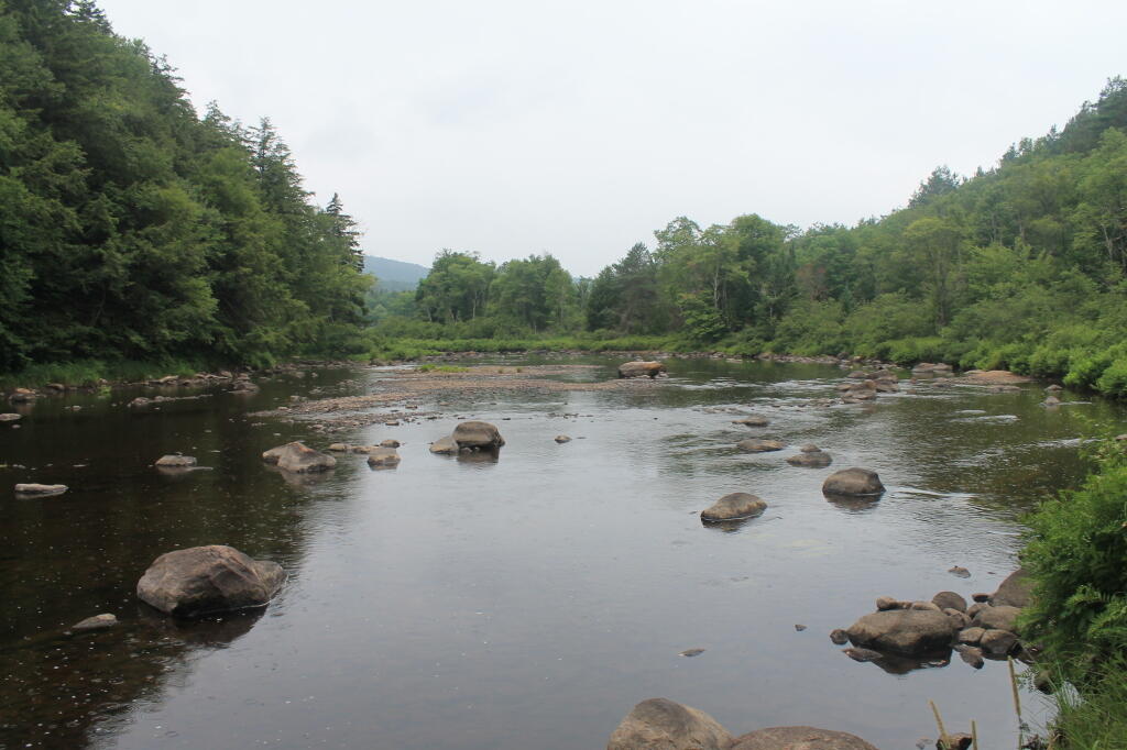 Photo: Rainy on West Branch Photo: Rainy on West Branch