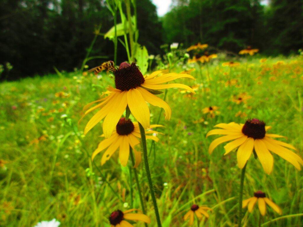 Photo: Bee