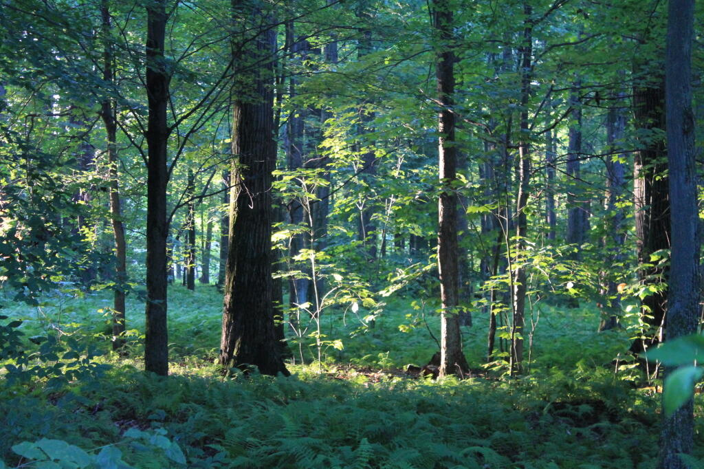 Photo: Morning's First Light